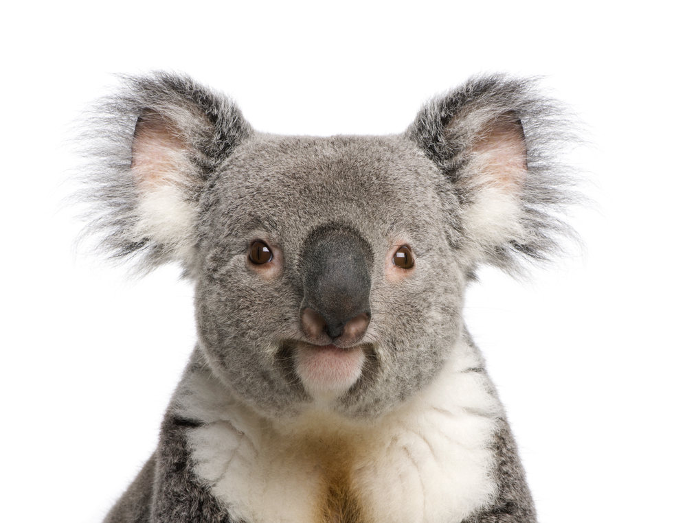 Picture of Koala