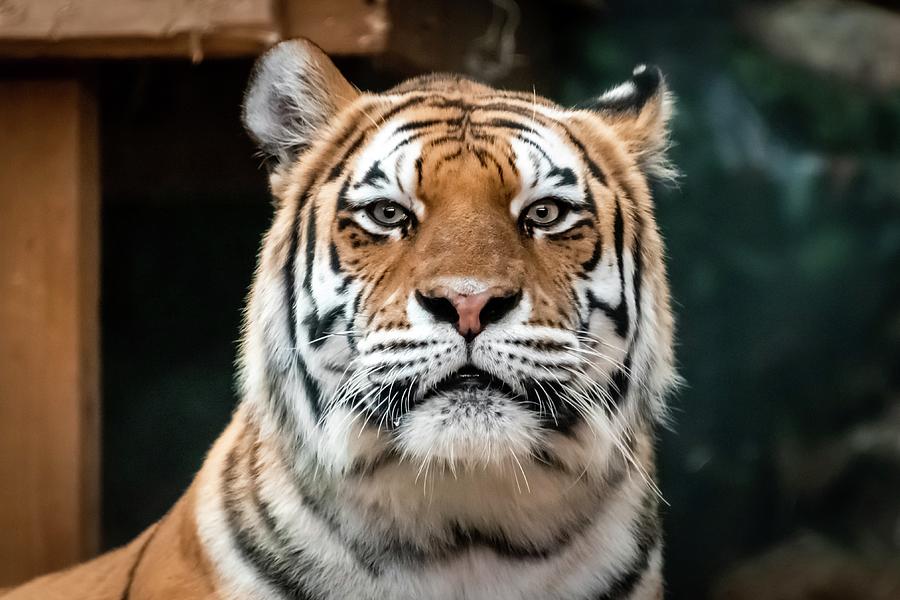 Picture of tiger