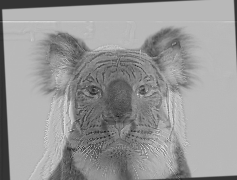 Hybrid image of Koala and Tiger